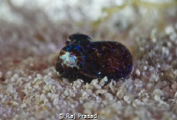 Bobtail Squid by Raj Prasad 